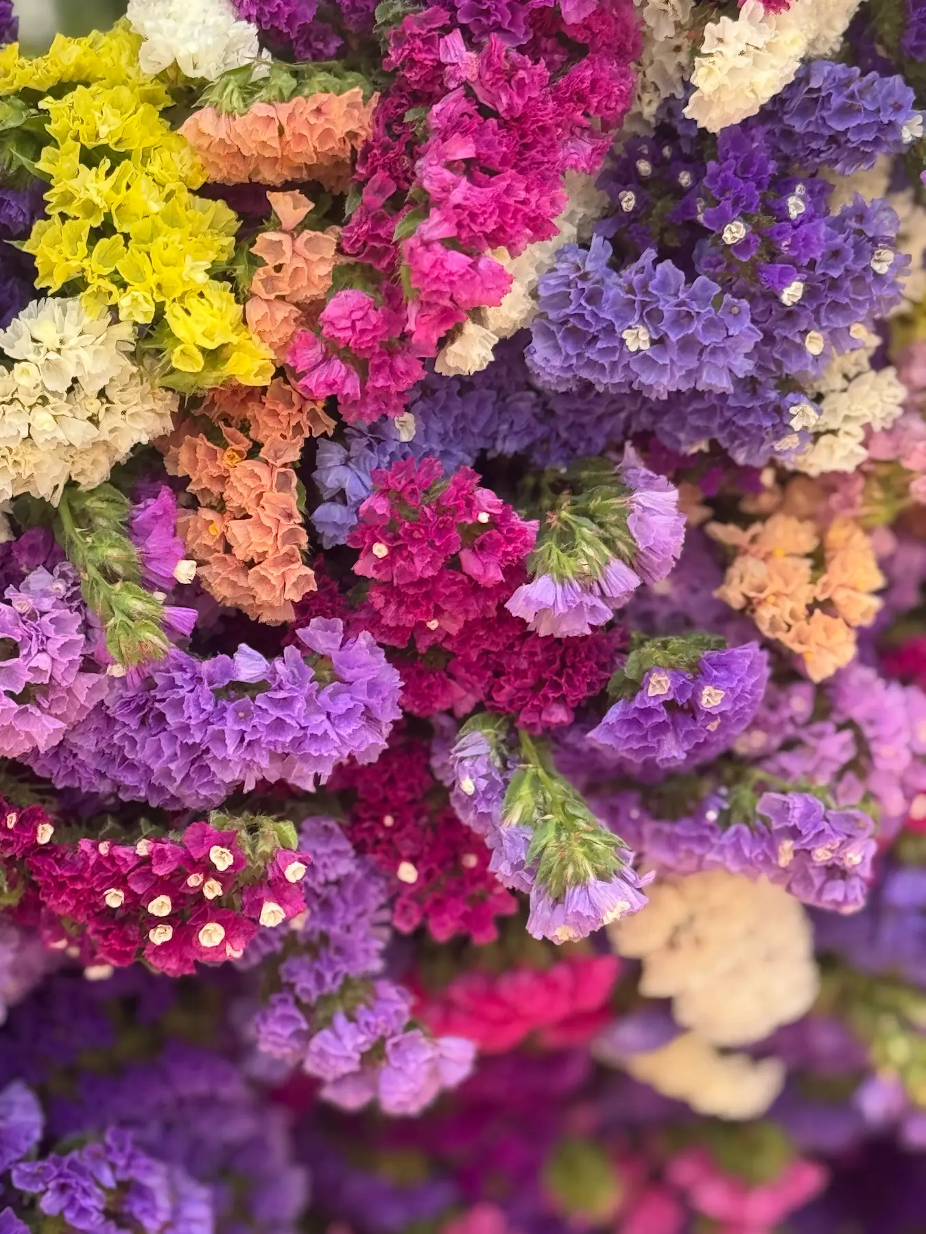 A vibrant mix of statice flowers in various colors.